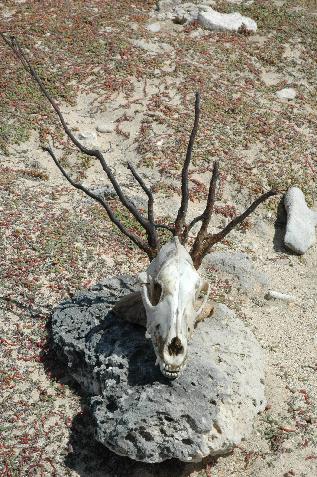 20060117102650   Critter skull